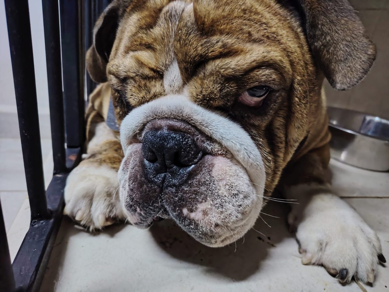 Foto